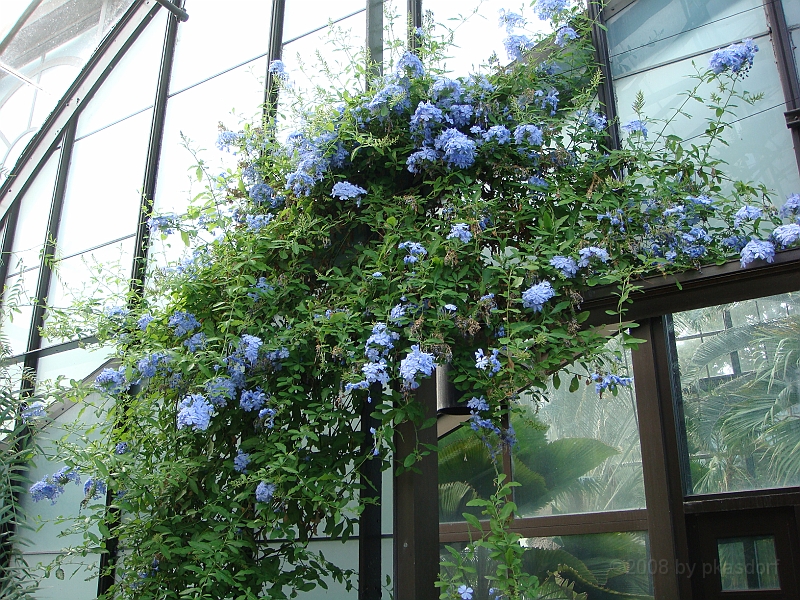 316 Longwood Gardens [2008 August 23].JPG - Longwood Gardens in Pennsylvania